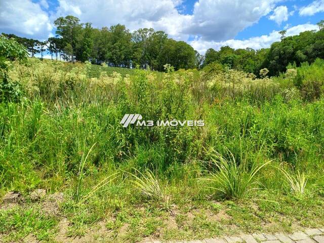 Área para Venda em Caxias do Sul - 4